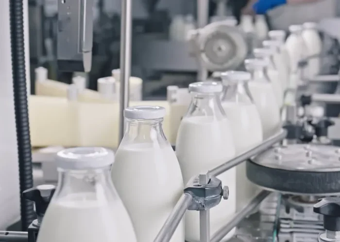 Conveyor,Belt,Transporting,Glass,Bottles,Filled,With,Fresh,Milk,In
